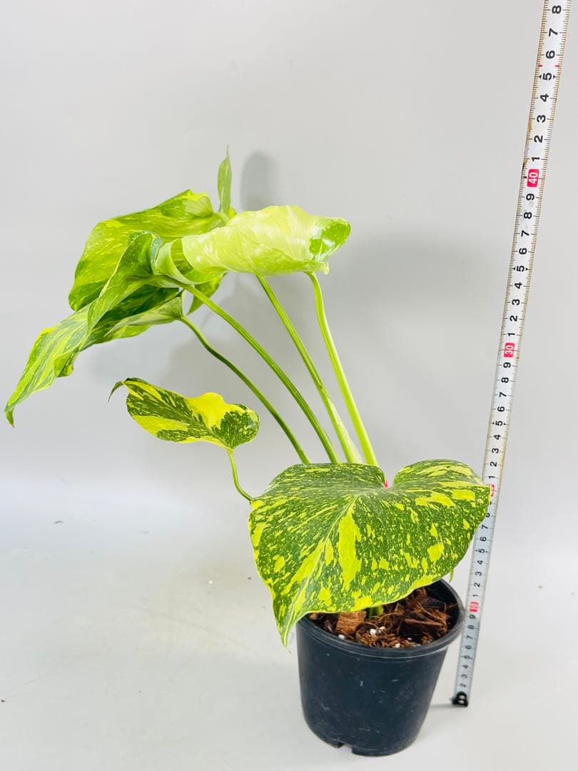 Monstera Electrolyteモンステラ エレクトロライト　②