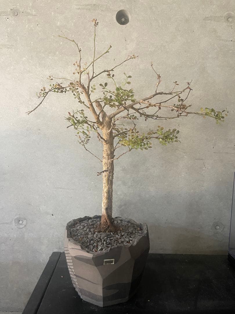 （専用）　 オペルクリカリアデカリー　実生中株　鉢付き