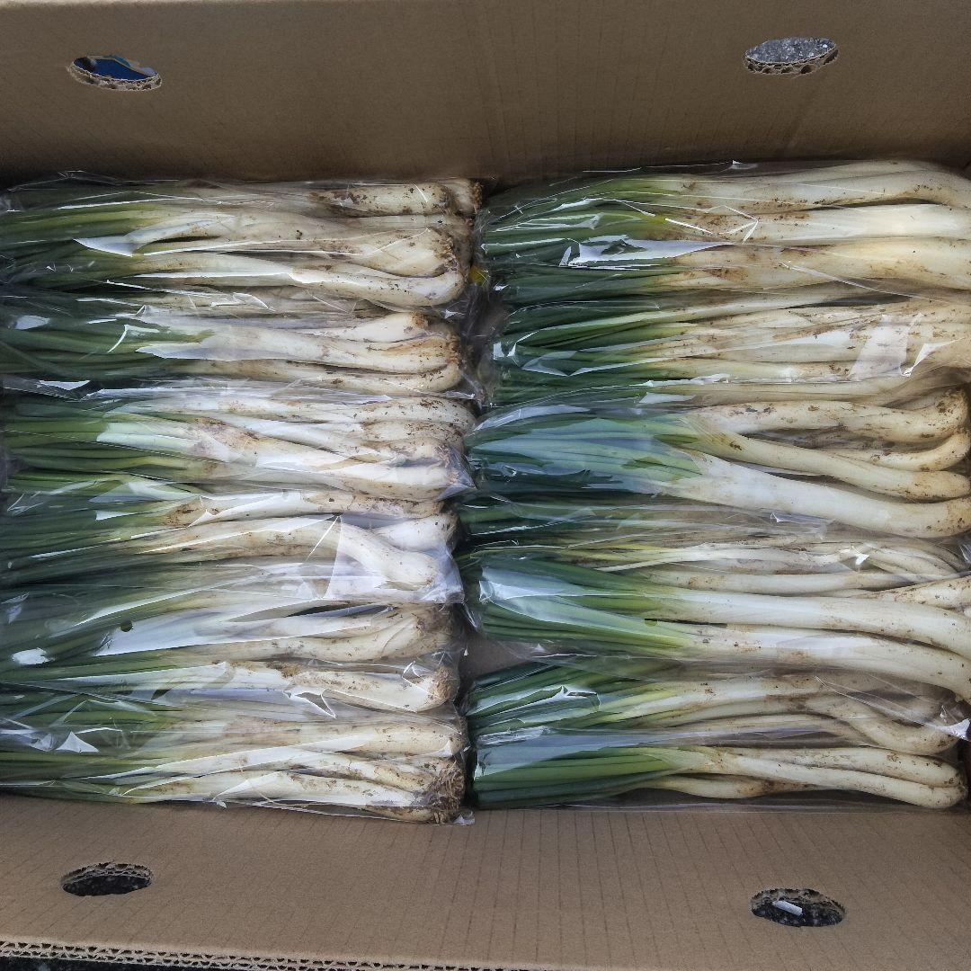 【2400円off】〈新物〉沖縄県産 島らっきょう 約4.8kg【常温便】①