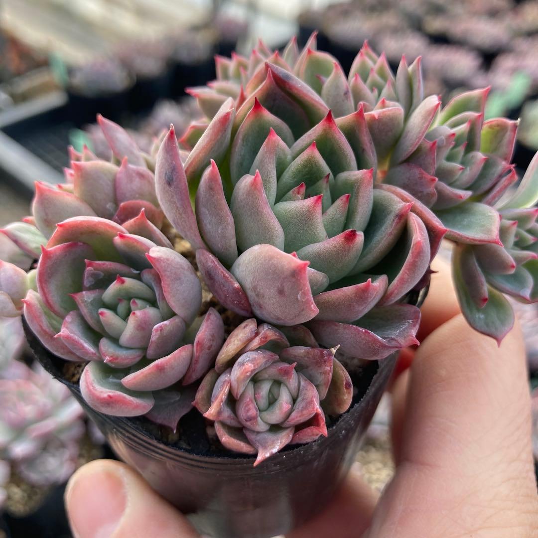 にゃ。様 リクエスト 11点 まとめ商品