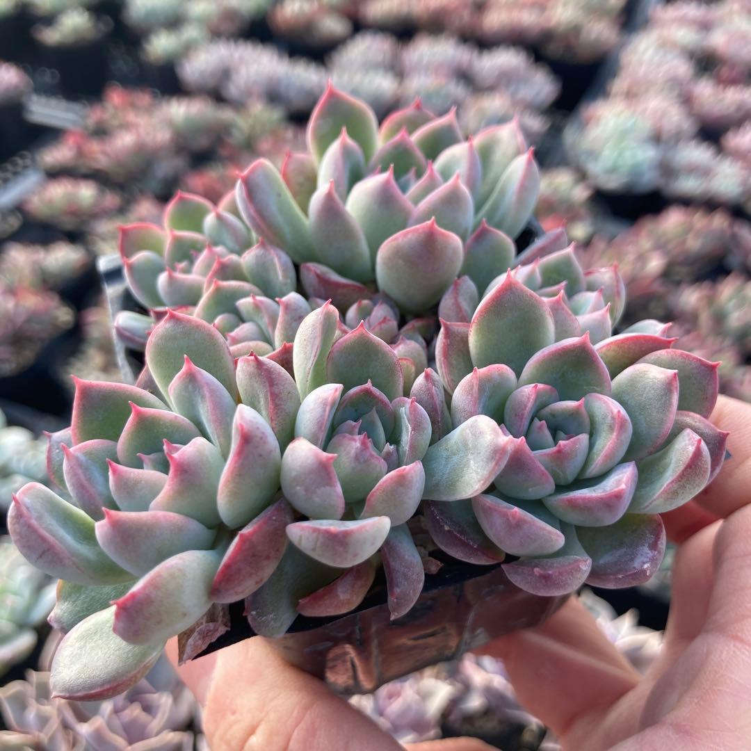 にゃ。様 リクエスト 11点 まとめ商品