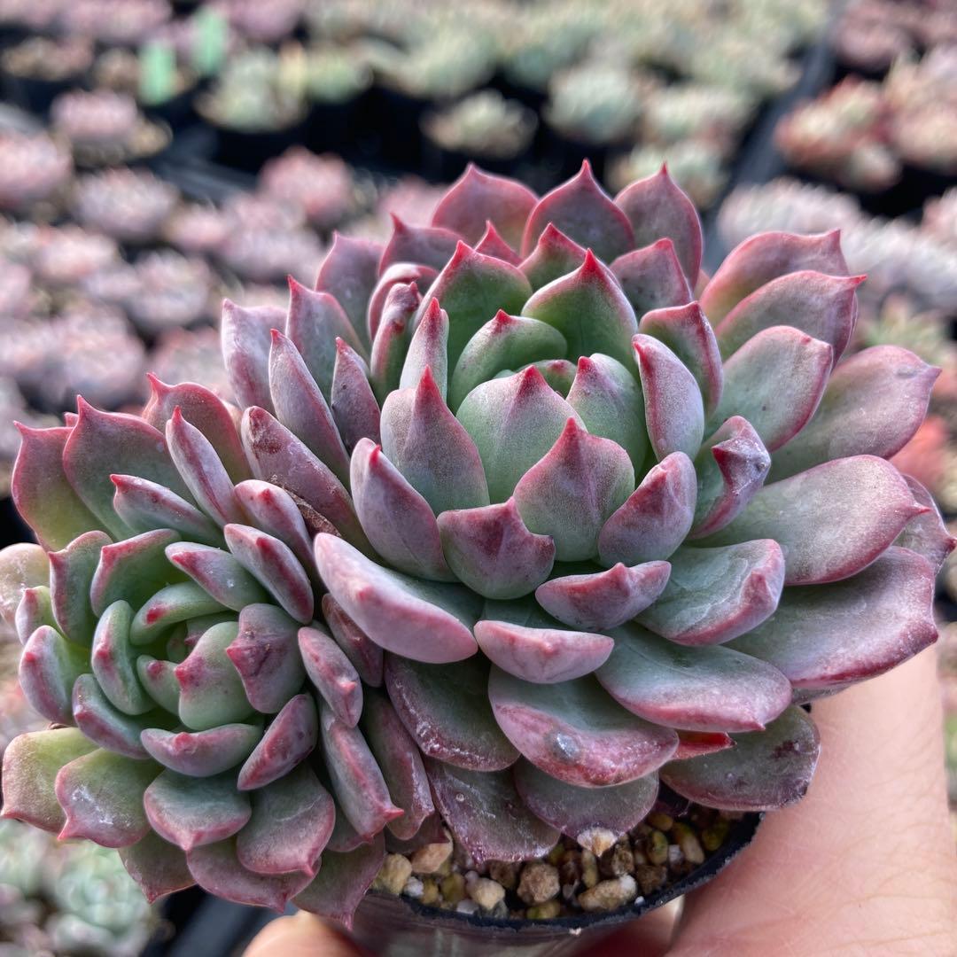 にゃ。様 リクエスト 11点 まとめ商品