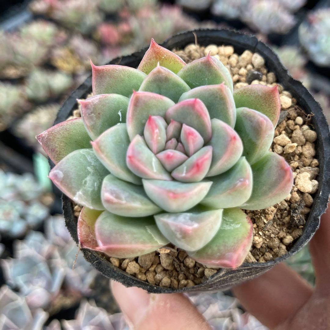 にゃ。様 リクエスト 11点 まとめ商品