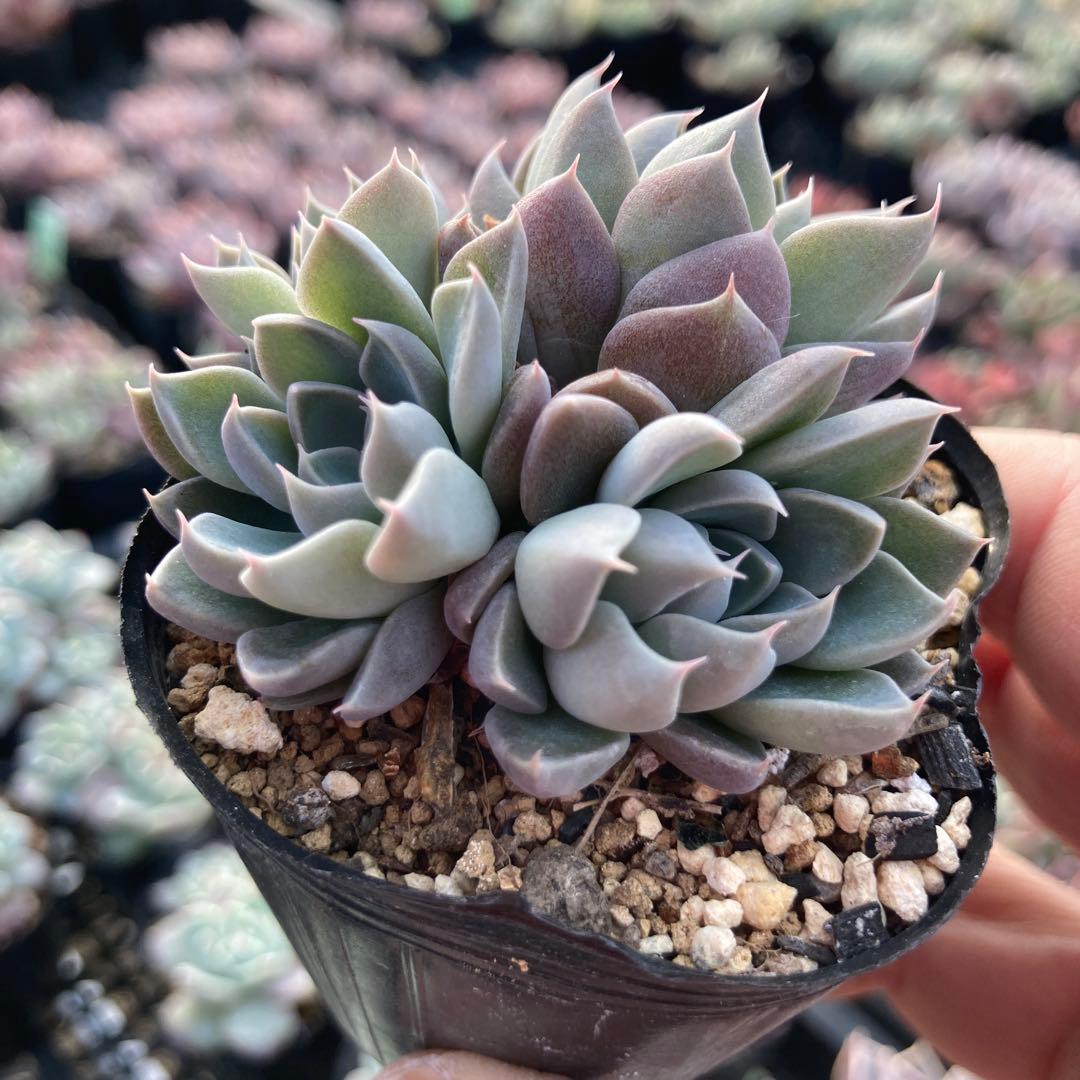 にゃ。様 リクエスト 11点 まとめ商品