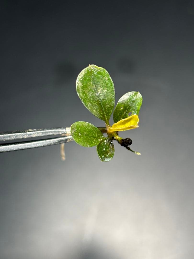 【あばぶです】