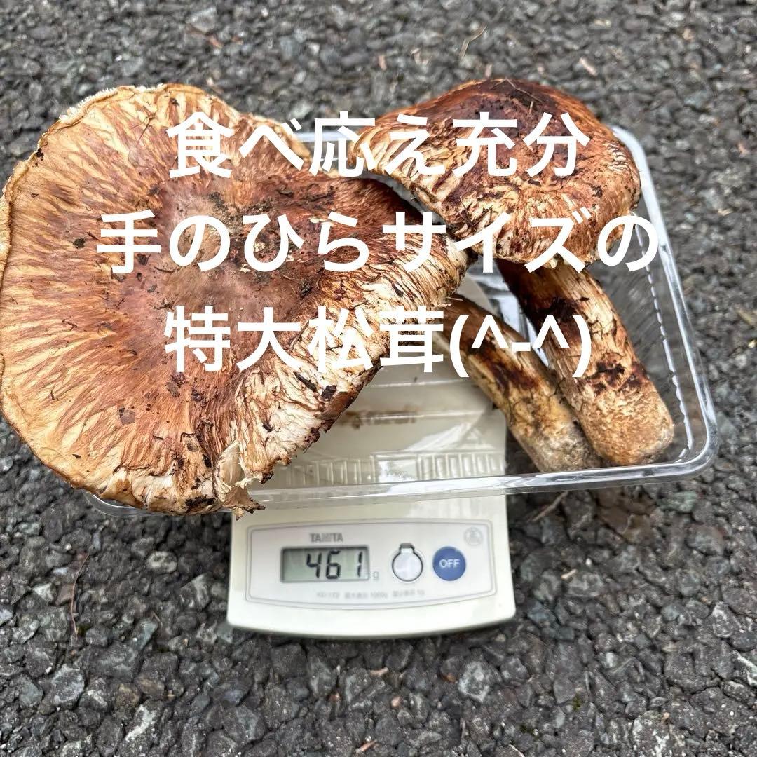 【特大松茸限定1点】岩手雫石町産 天然 大型開き、香り良い松茸 2本 461g