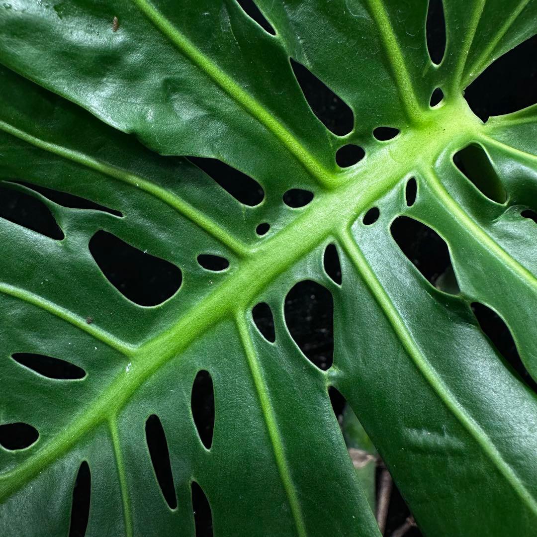 ご*ら様 モンステラデリシオーサマクロコズム超希少系統鉢植え