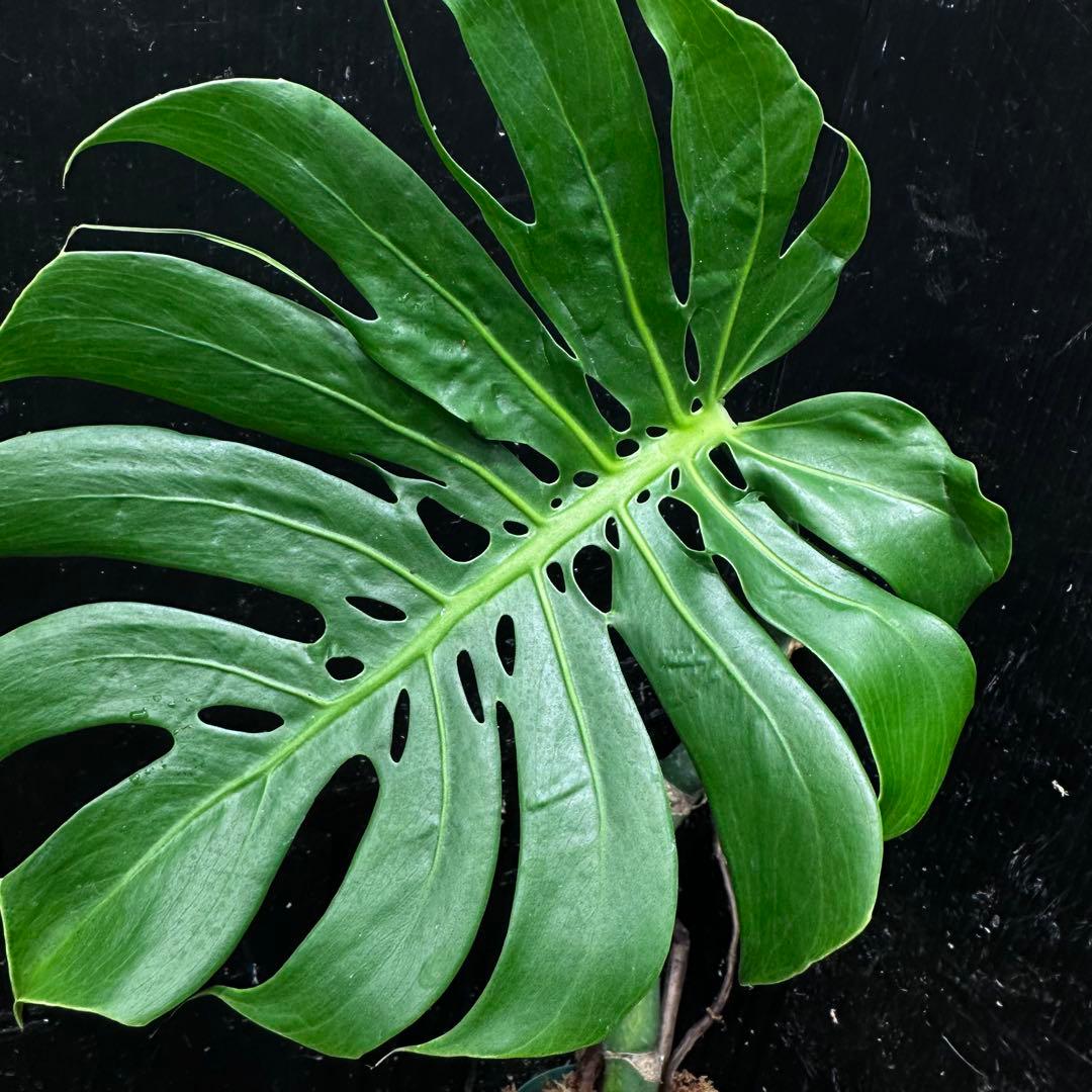 ご*ら様 モンステラデリシオーサマクロコズム超希少系統鉢植え