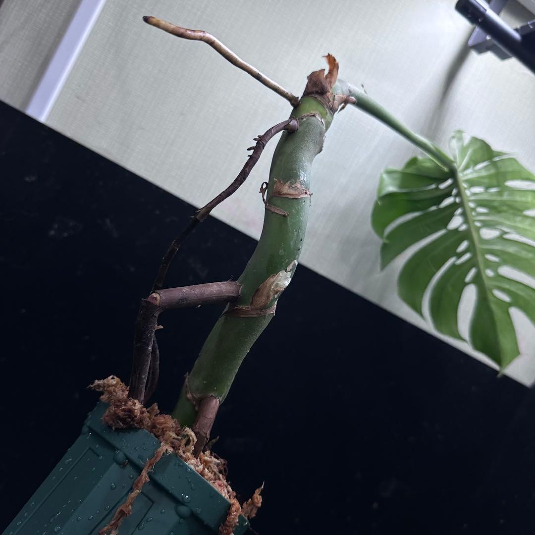 ご*ら様 モンステラデリシオーサマクロコズム超希少系統鉢植え