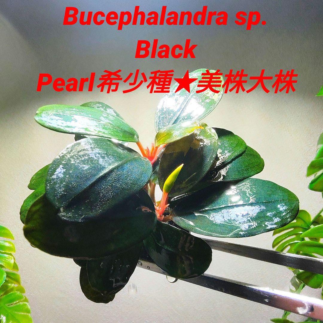 Bucephalandra sp. Black Pearl希少種★美株大株