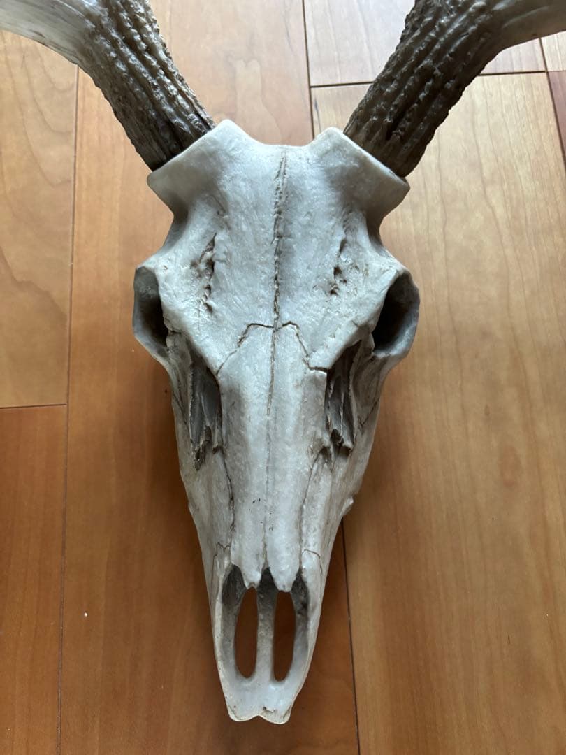 牡鹿スカル ハンティングトロフィー 輸入品 定価45,760円