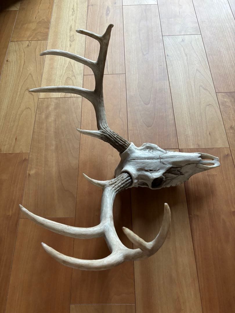牡鹿スカル ハンティングトロフィー 輸入品 定価45,760円