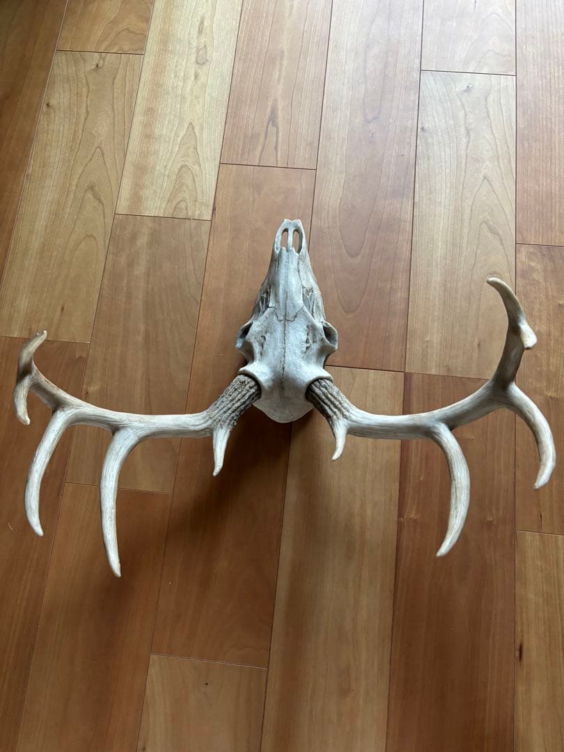 牡鹿スカル ハンティングトロフィー 輸入品 定価45,760円