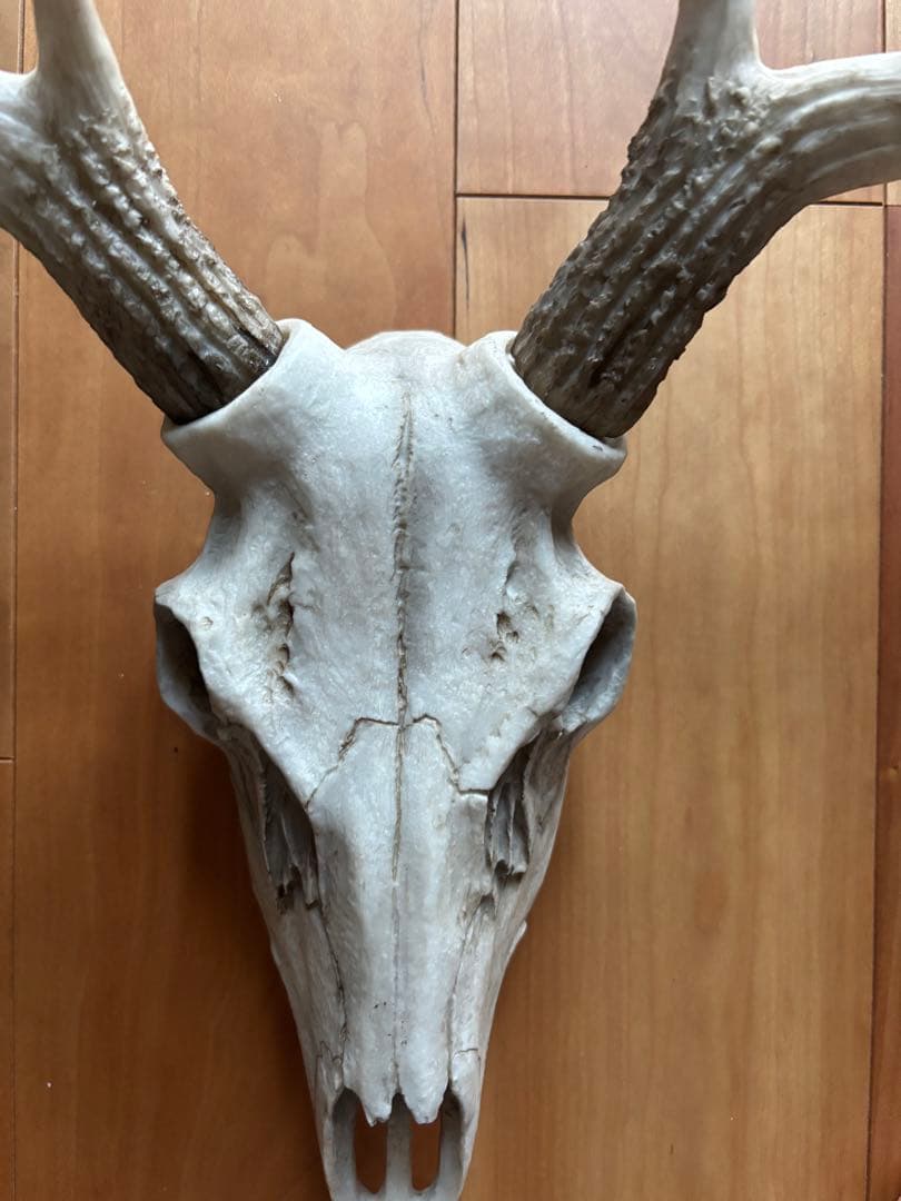 牡鹿スカル ハンティングトロフィー 輸入品 定価45,760円