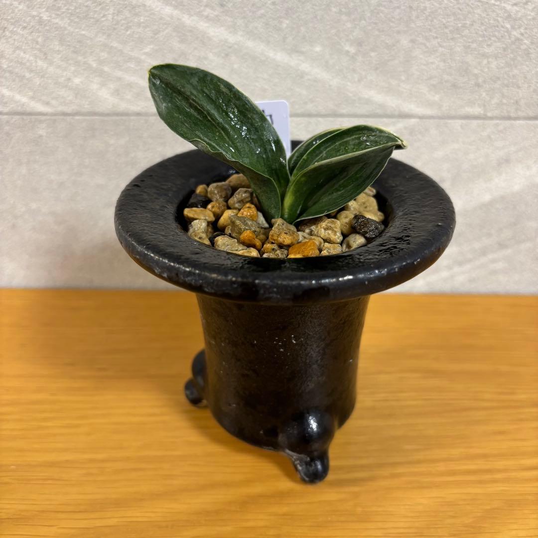 万年青　力和　羅紗系　鉢付き