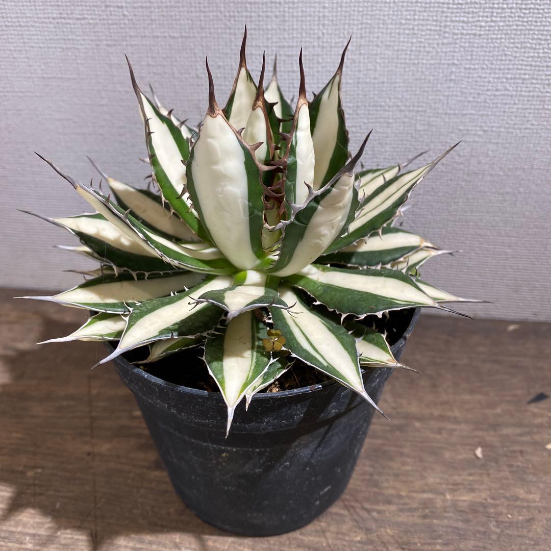 アガベ　ホリダ白中斑入　極上3