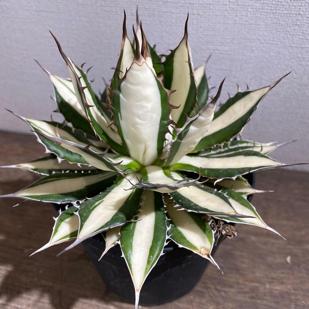 アガベ　ホリダ白中斑入　極上3