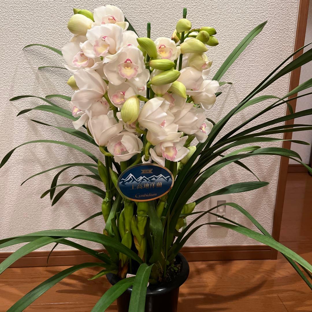 クリスマスローズ様 リクエスト 2点 まとめ商品　シンビジューム