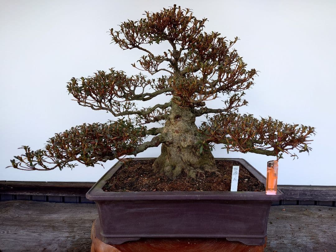 h*0様 盆栽　皐月(如峰山)　樹高46cm