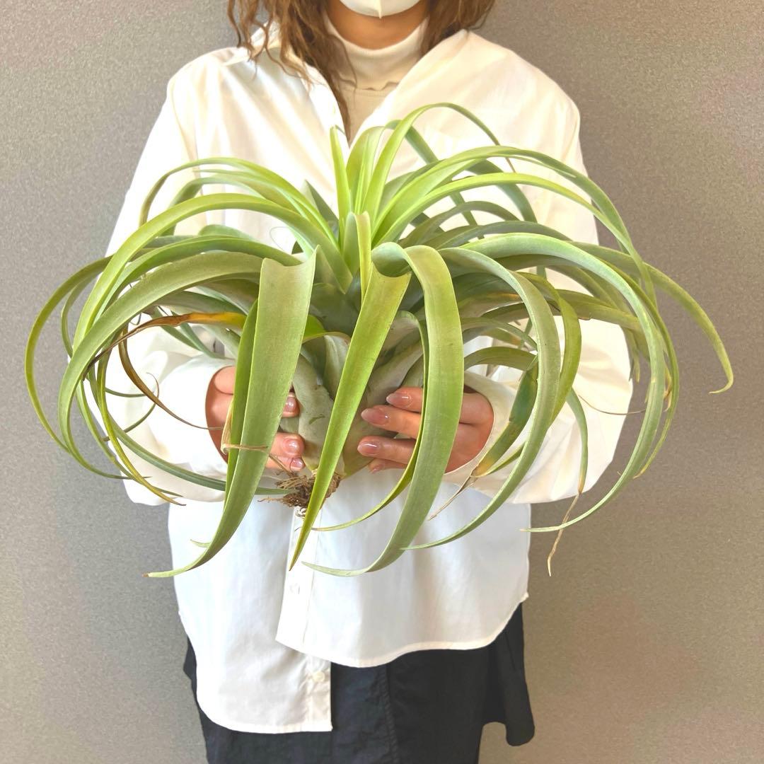 超希少❗️特大❗️チランジア　カピタータ　シルバーローズ✨