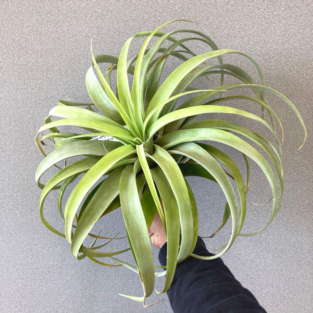 超希少❗️特大❗️チランジア　カピタータ　シルバーローズ✨