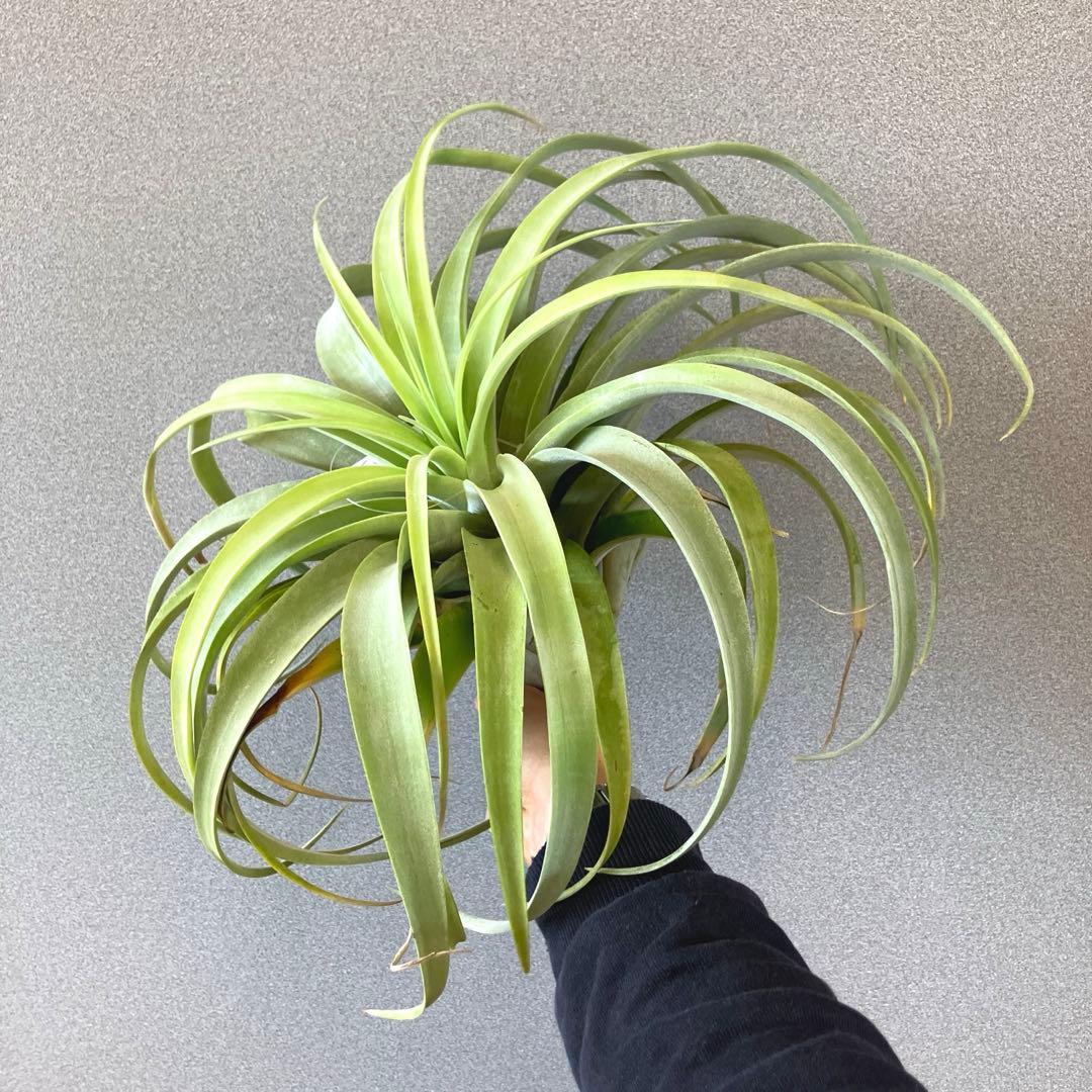 超希少❗️特大❗️チランジア　カピタータ　シルバーローズ✨