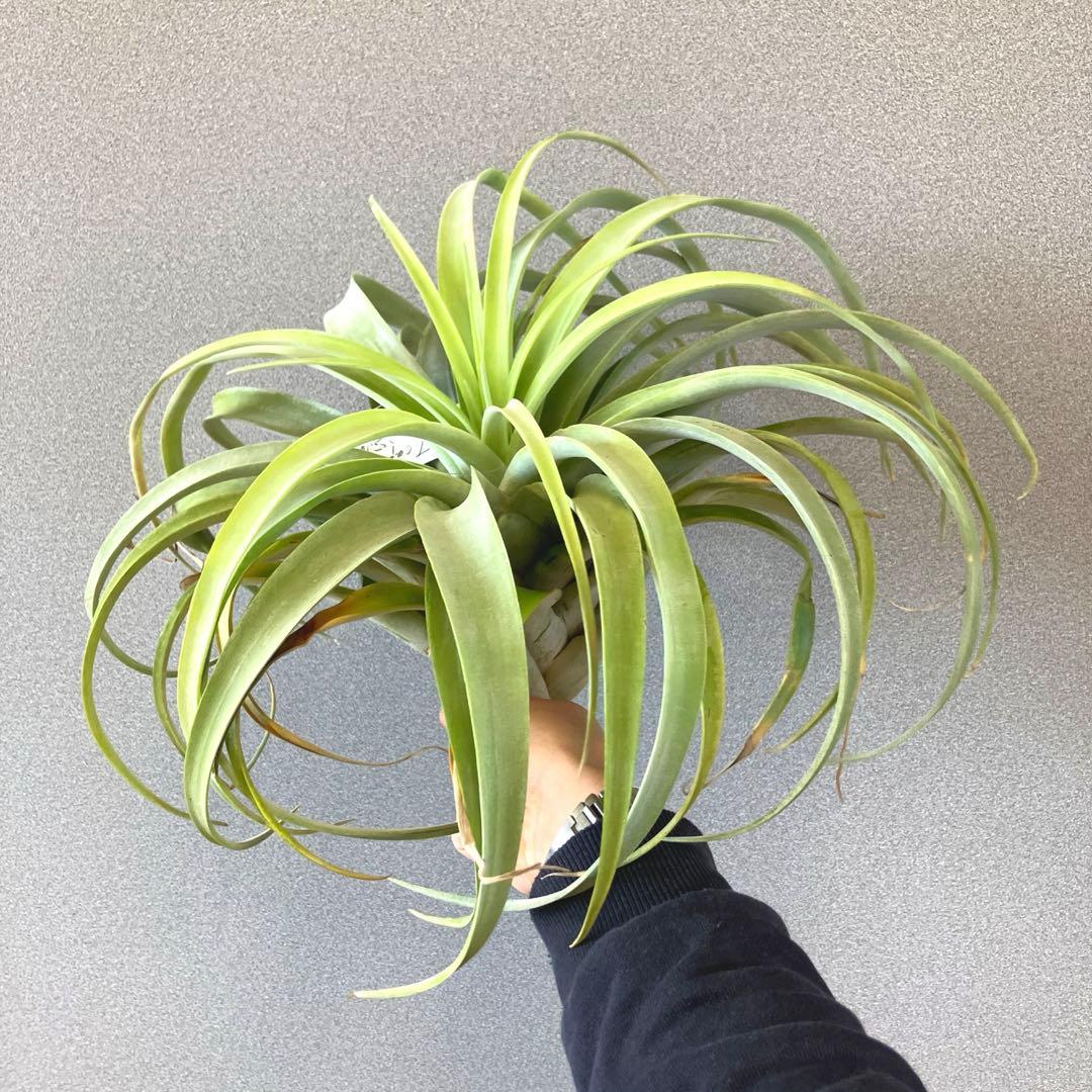 超希少❗️特大❗️チランジア　カピタータ　シルバーローズ✨