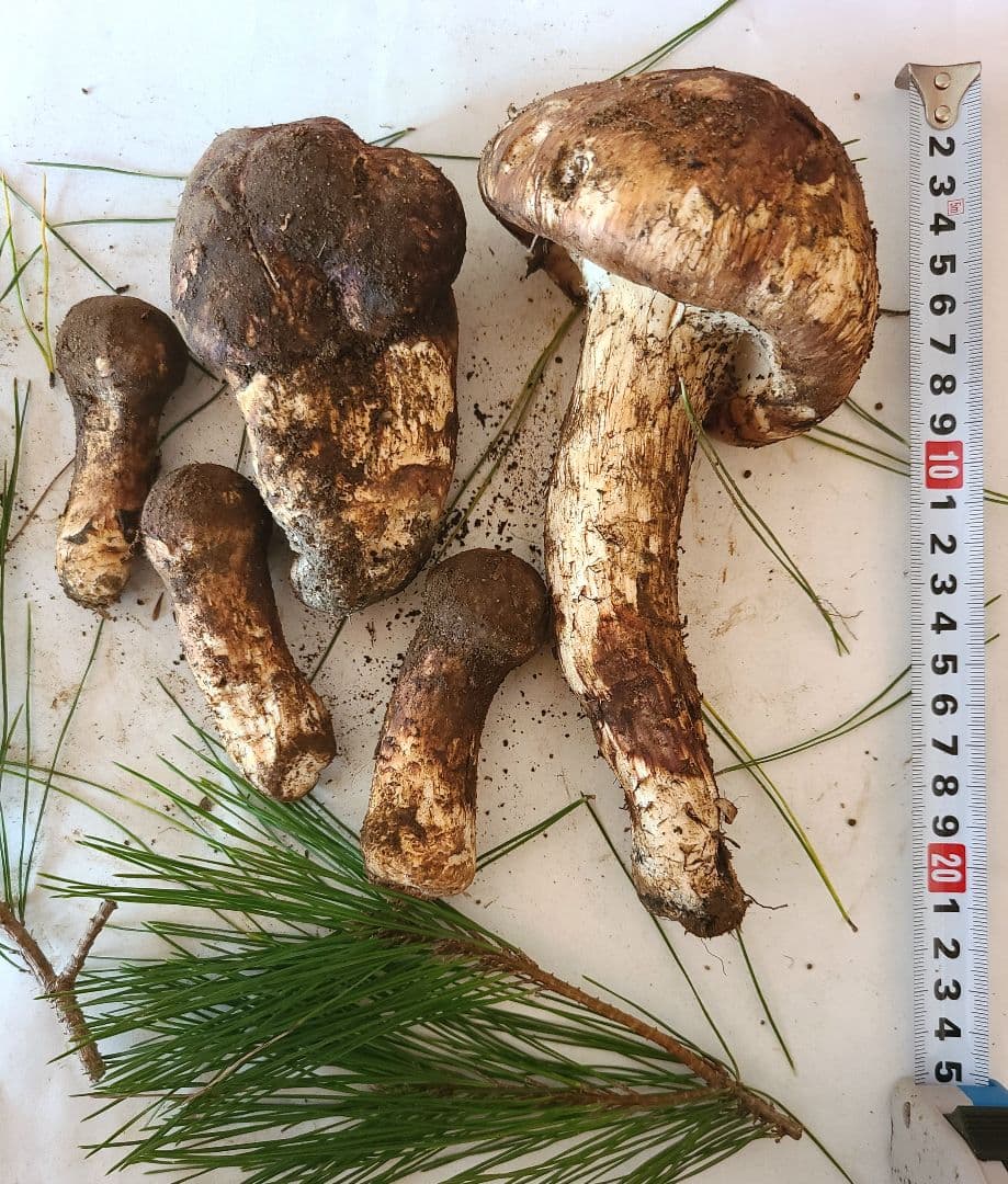 松茸　長野県　約350g