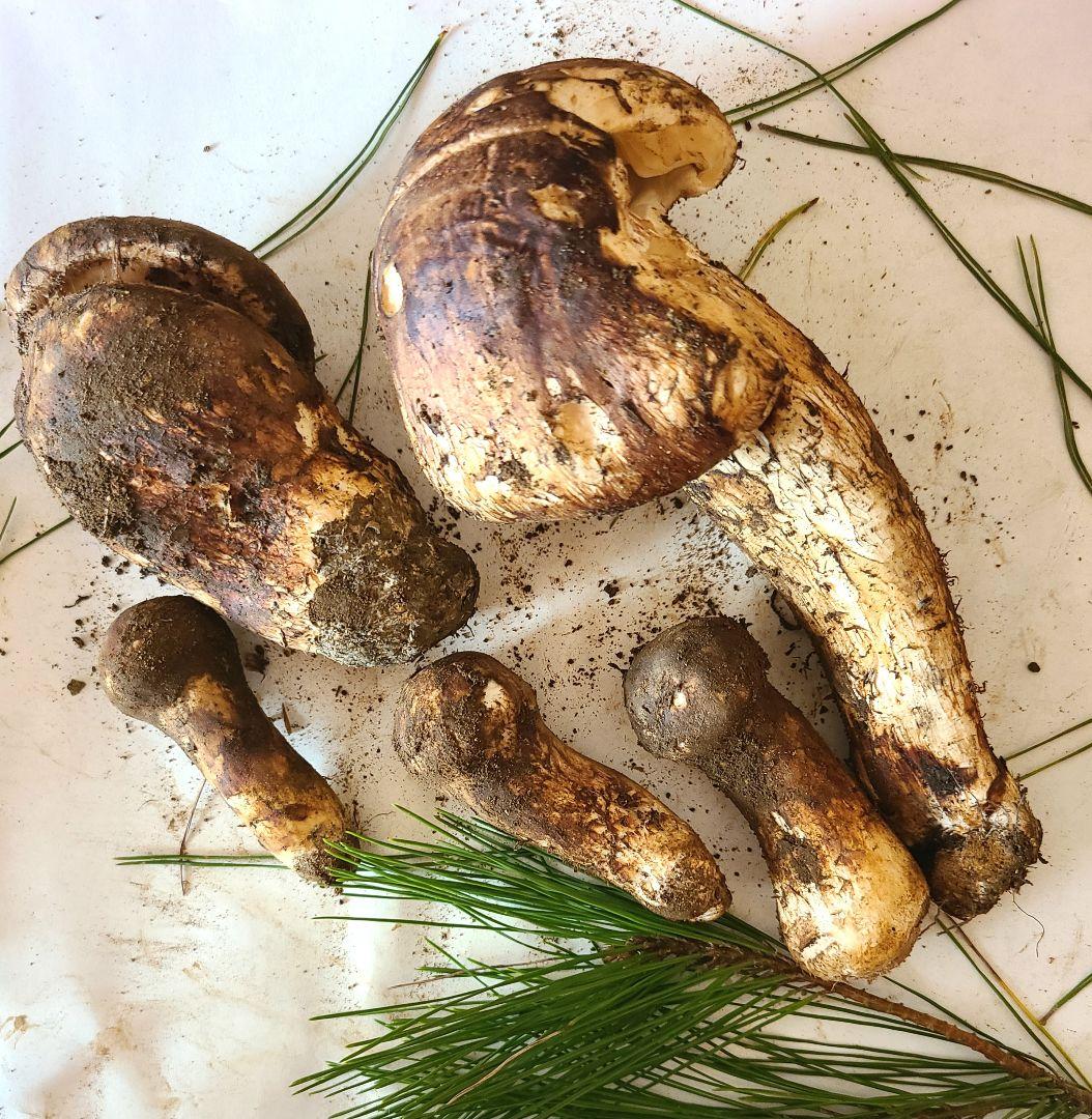 松茸　長野県　約350g