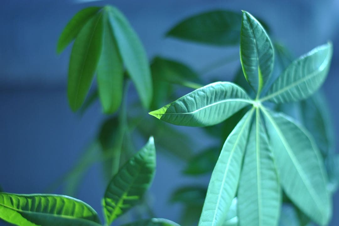 『完動品』Nikon D3000 CCDデジタル一眼レフカメラ 本体