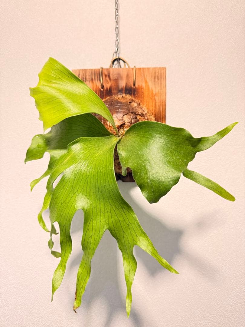 そだ てるお　ビカクシダP. Flamenco TC