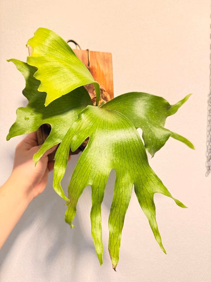 そだ てるお　ビカクシダP. Flamenco TC