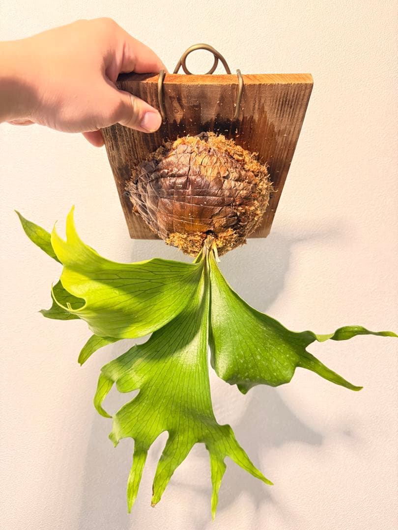 そだ てるお　ビカクシダP. Flamenco TC