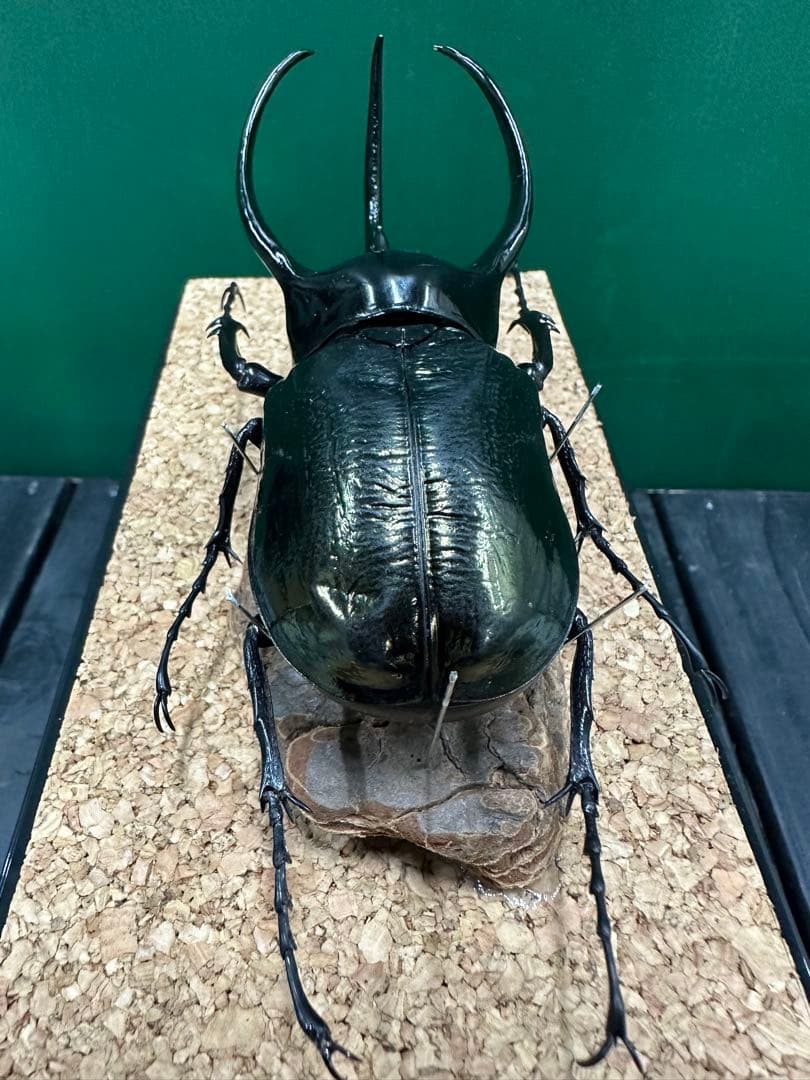 スマトラコーカサスオオカブト 120mm 標本