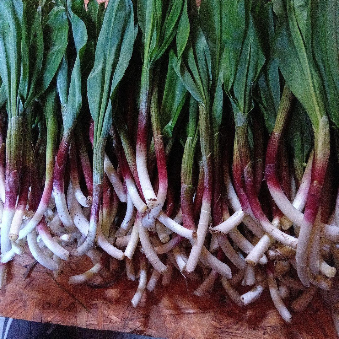 北海道　道南産　行者ニンニク　2.5キロg本日収穫