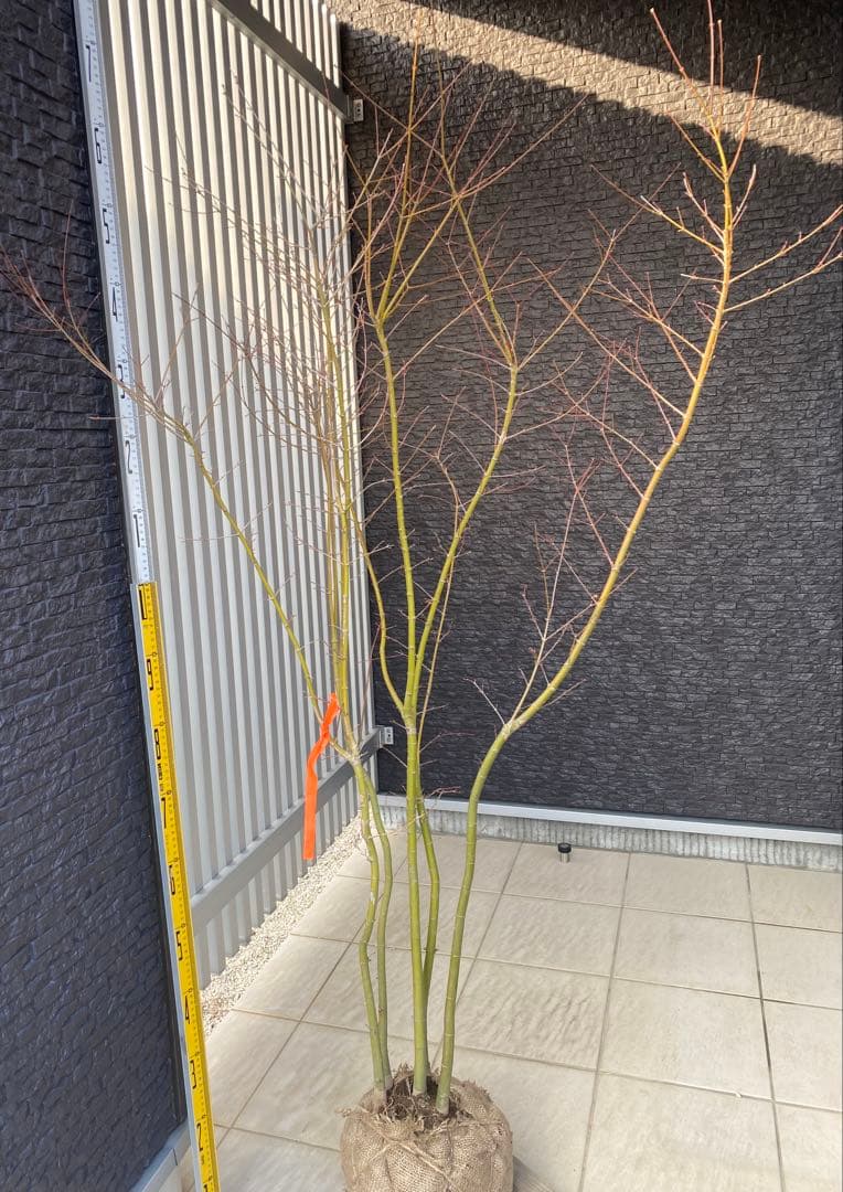 イロハモミジ　５本立ち