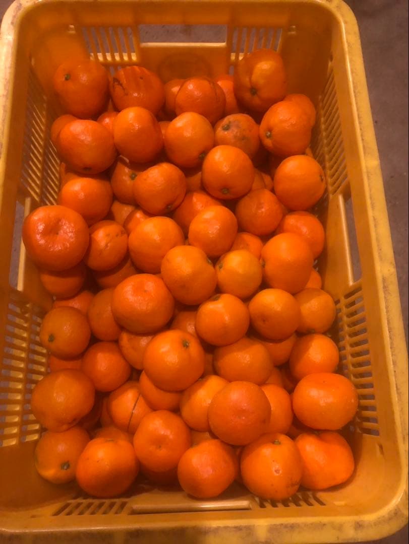 ははちゃん様海南市下津町産 宮川早生みかん 2S、3S混合　4.5キロ×10箱