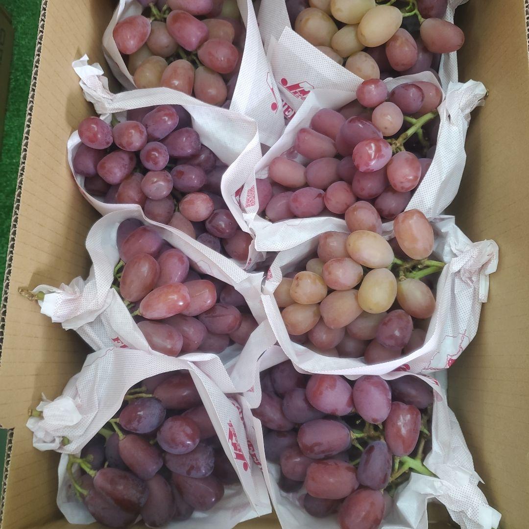 1⃣ 山梨県産 美和姫 ８房入り 箱込み5.3キロ