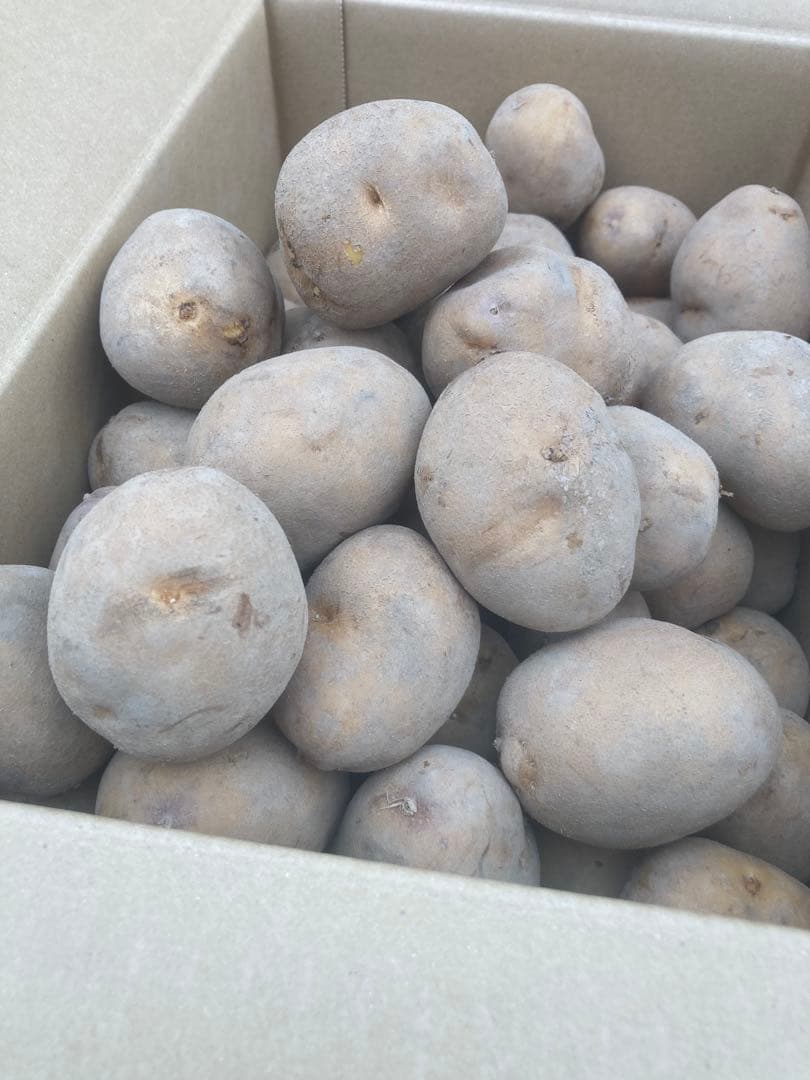 vintagehikerさん専用　インカのめざめM Sサイズ　20kg