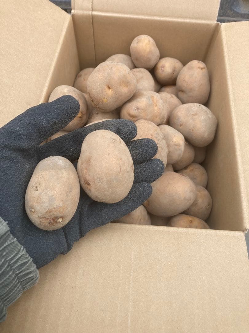 vintagehikerさん専用　インカのめざめM Sサイズ　20kg