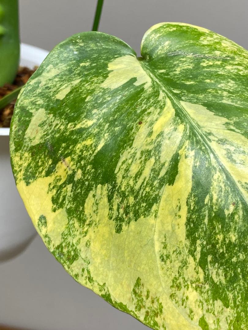 モ*～様 【切れ込みガッツリ‼️】モンステラ　イエローマリリン　黄斑　オーレア
