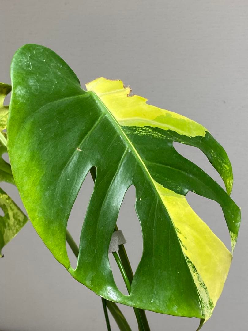 モ*～様 【切れ込みガッツリ‼️】モンステラ　イエローマリリン　黄斑　オーレア