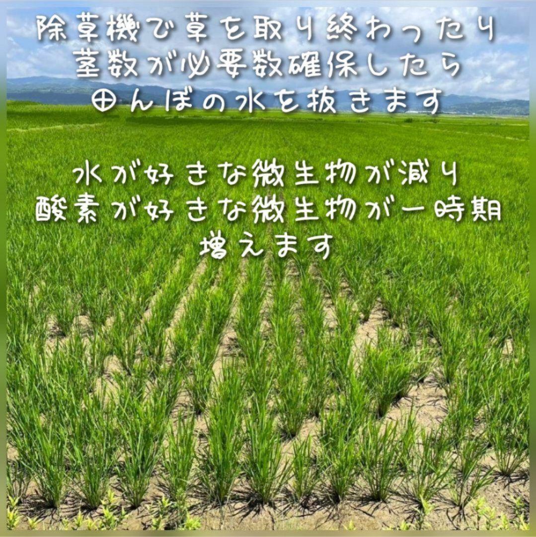 ササニシキ 玄米20kg令和7年産 農薬不使用化学肥料不使用