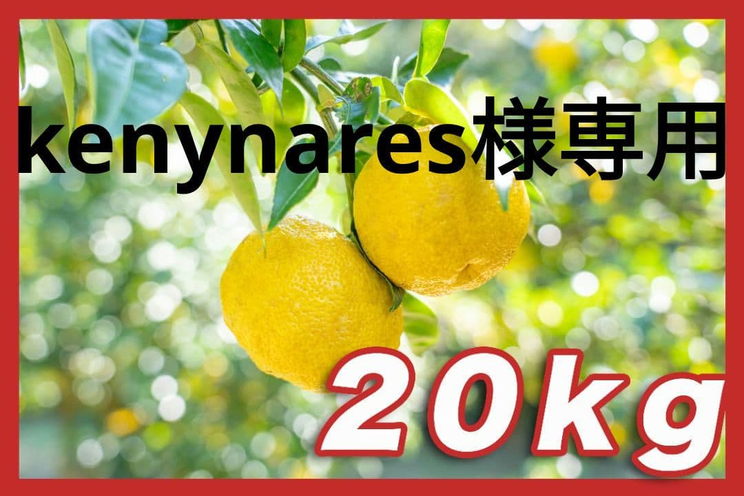 ②kenynares高知県産本柚子約20kg（40/60）