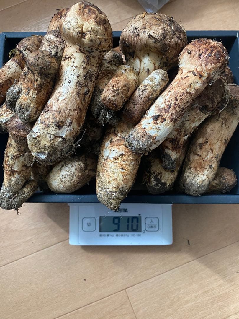北海道　松茸