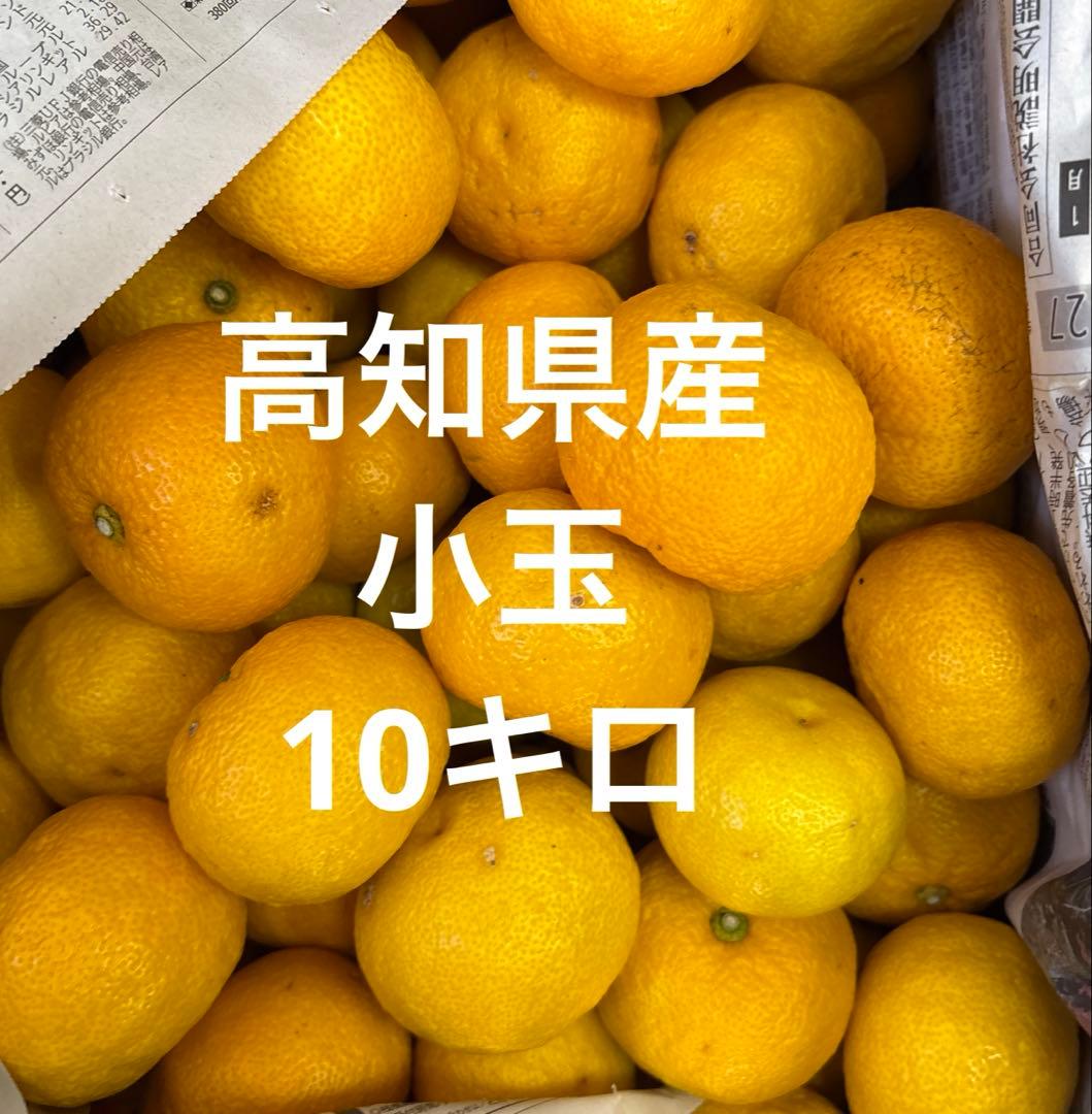 高知県産　本柚子　小玉　10キロ