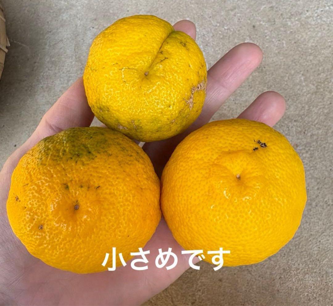 高知県産　本柚子　小玉　10キロ