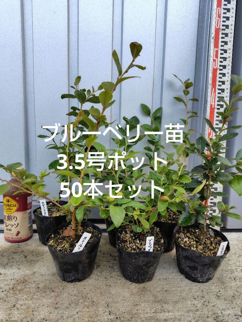 ブルーベリー苗　3.5号ポット50本セット②