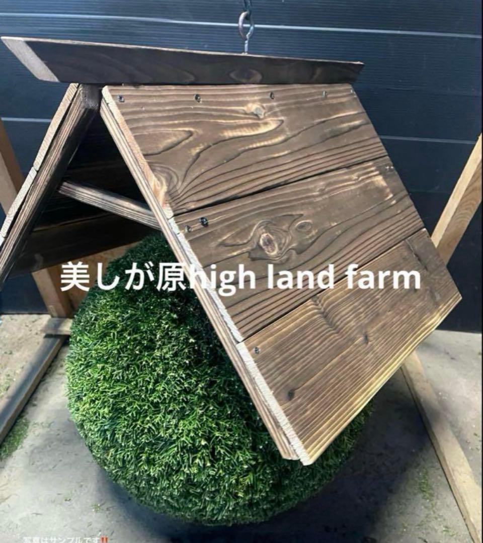 杉玉　約30センチ ‼️縁起物　丸くて幸せ　家族円満♪