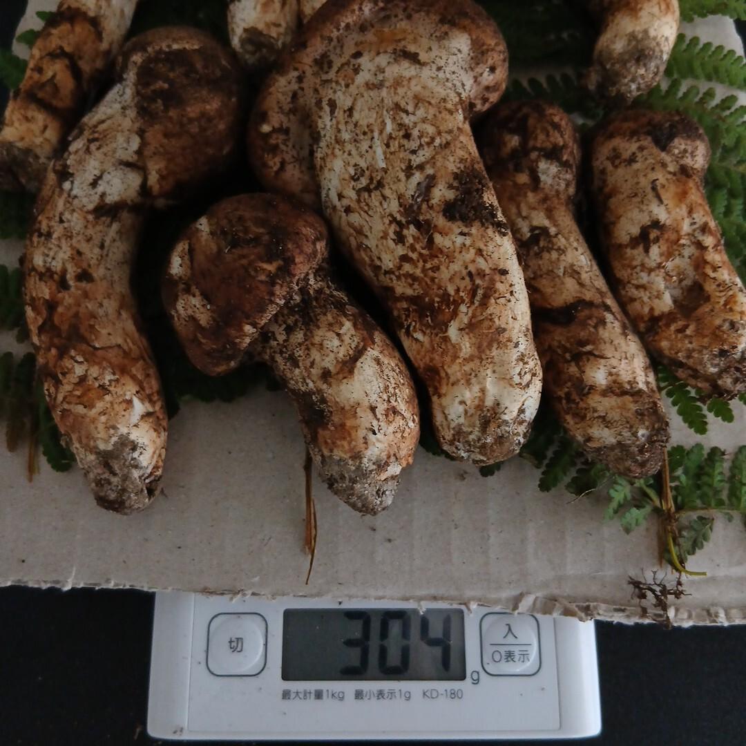 B*嬉様 【国産松茸】和歌山県産 とれたて304g 11月2日14時採取／天然き
